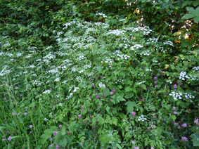 Anthriscus sylvestris